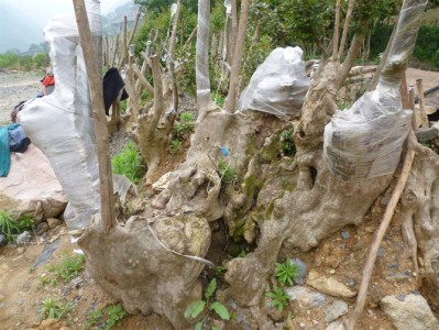 苗木qq群苗木微信群群号