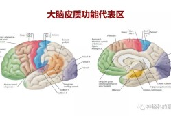 大脑结构图及功能图,大脑结构图