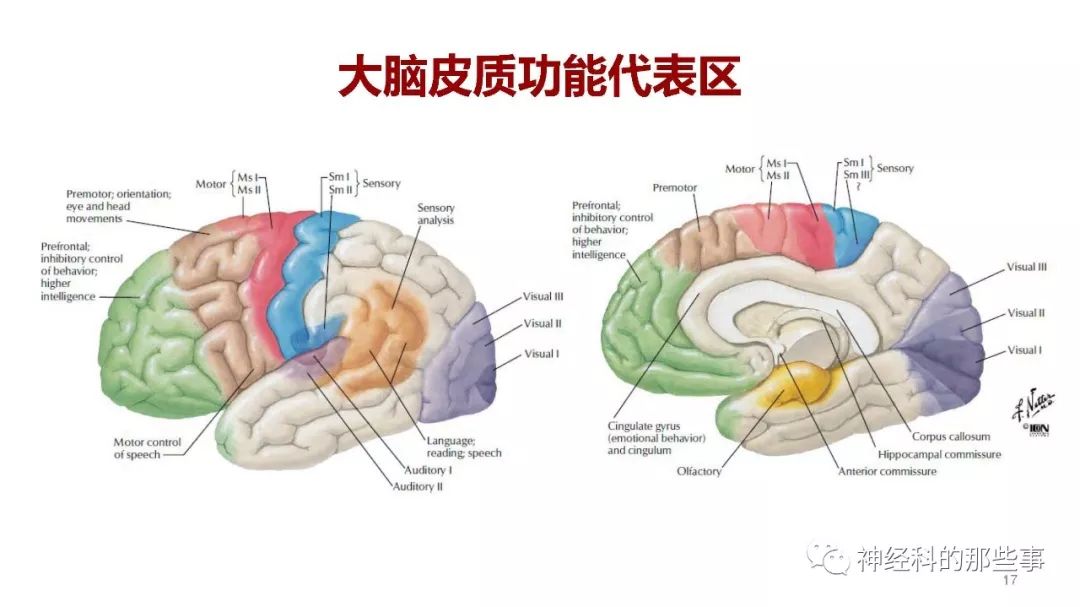 大脑结构图及功能图,大脑结构图  第1张